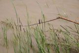 genus Typha