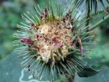 Arctium lappa