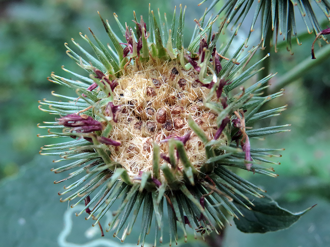 Image of Arctium lappa specimen.