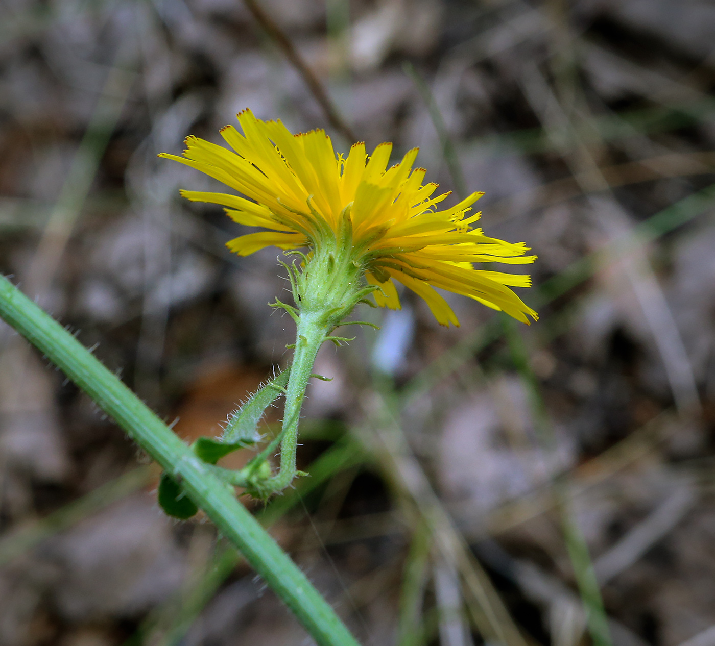 Изображение особи Picris hieracioides.