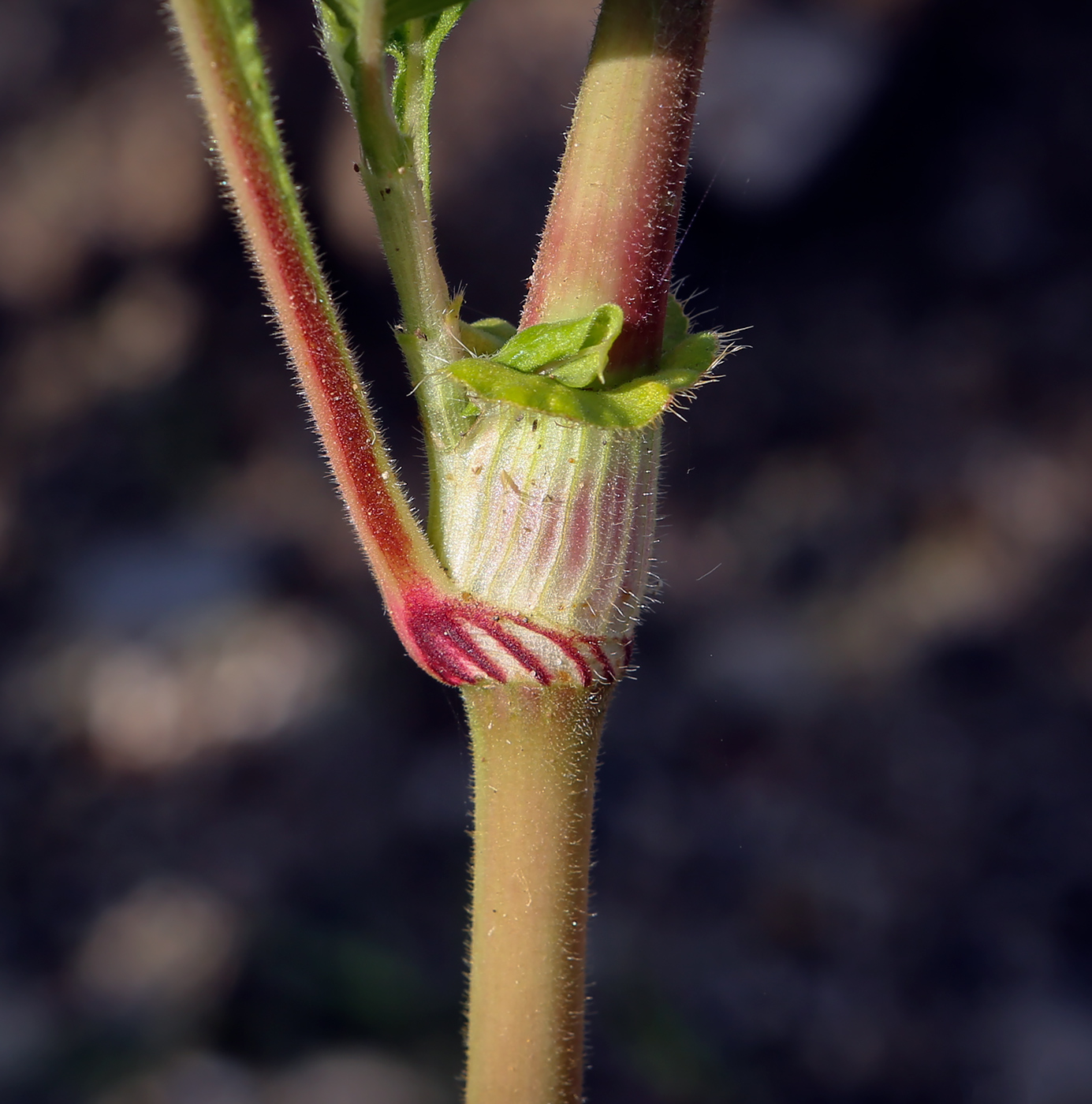 Изображение особи Persicaria orientalis.