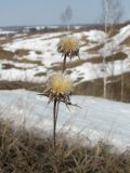 Carlina biebersteinii. Верхушка растения с прошлогодними соплодиями. Смоленская обл., Смоленский р-н, доломитовый холм в окр. пос. Каспля. 03.04.2011.