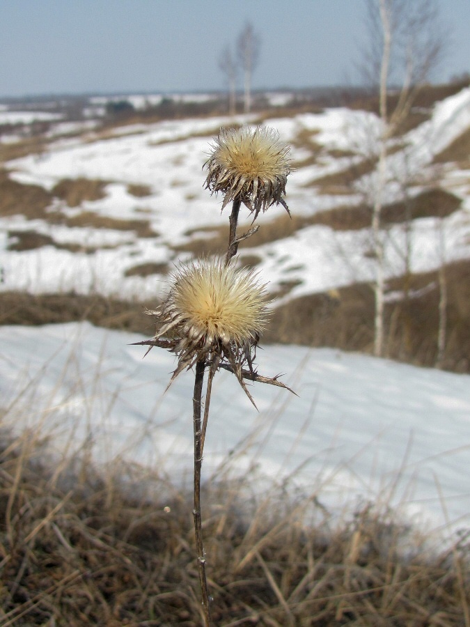 Изображение особи Carlina biebersteinii.