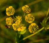 Bupleurum longifolium ssp. aureum