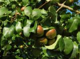 род Pyrus. Часть ветви со зреющими плодами. Испания, Галисия, пров. Понтеведра, г. Кангас,. Июль.