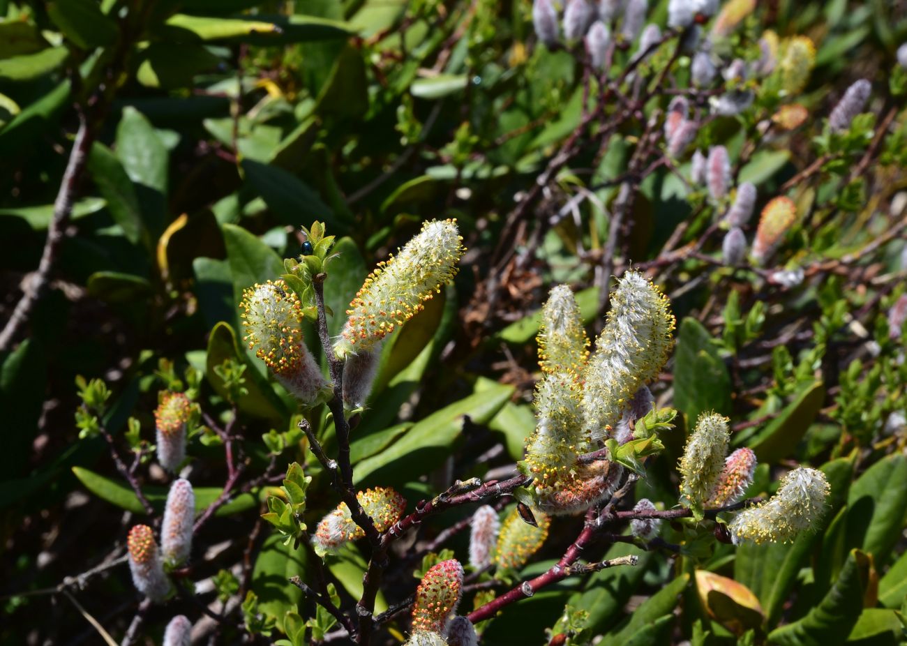 Image of genus Salix specimen.