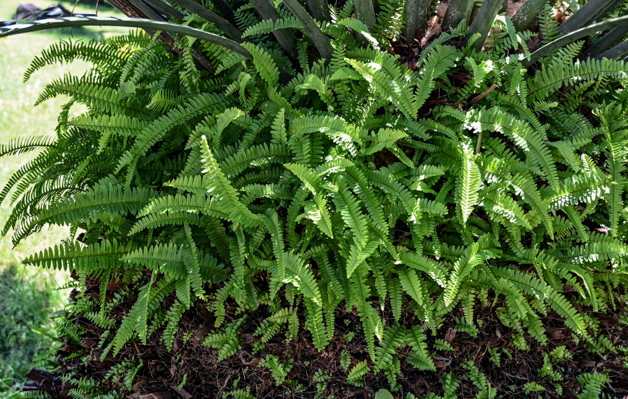 Image of Nephrolepis cordifolia specimen.