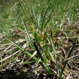 Sesleria caerulea. Нижняя часть цветущего растения. Ленинградская обл., Гатчинский р-н, окр. пос. Пудость, берег р. Ижора, луг. 21.05.2025.