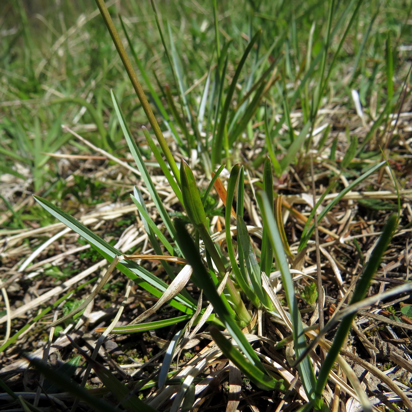 Изображение особи Sesleria caerulea.