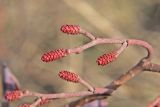 Смотреть изображение Alnus glutinosa