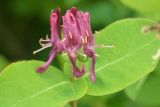 Lonicera chamissoi. Соцветие. Камчатский край, Елизовский р-н, р-н 210-го км Мильковской трассы, дол. р. Быстрая, ур. Ганальская тундра, ≈ 500 м н.у.м., кустарничковая тундра. 28.06.2025.