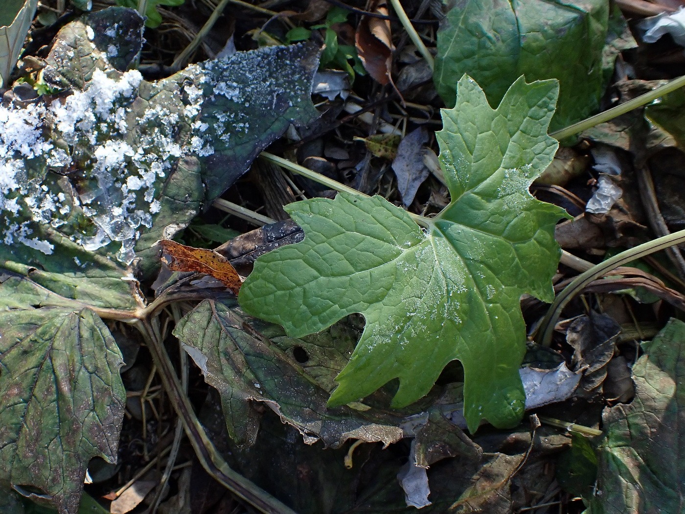 Image of Petasites tatewakianus specimen.