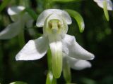 Platanthera × hybrida. Цветок. Горный Крым, окр. с. Перевальное. 8 июля 2008 г.