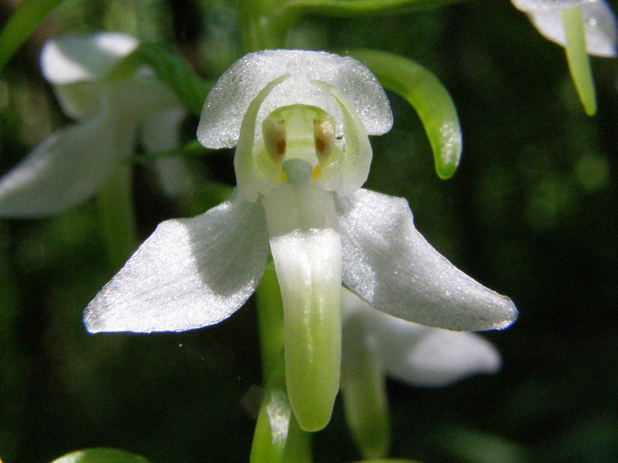 Изображение особи Platanthera &times; hybrida.