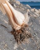 Allium atroviolaceum. Очищенная от покрова луковица плодоносящего растения. Краснодарский край, м/о г. Геленджик, окр. пос. Кабардинка, гора Дооб, мелкощебнистая осыпь из расслоившейся материнской породы. 28.06.2014.