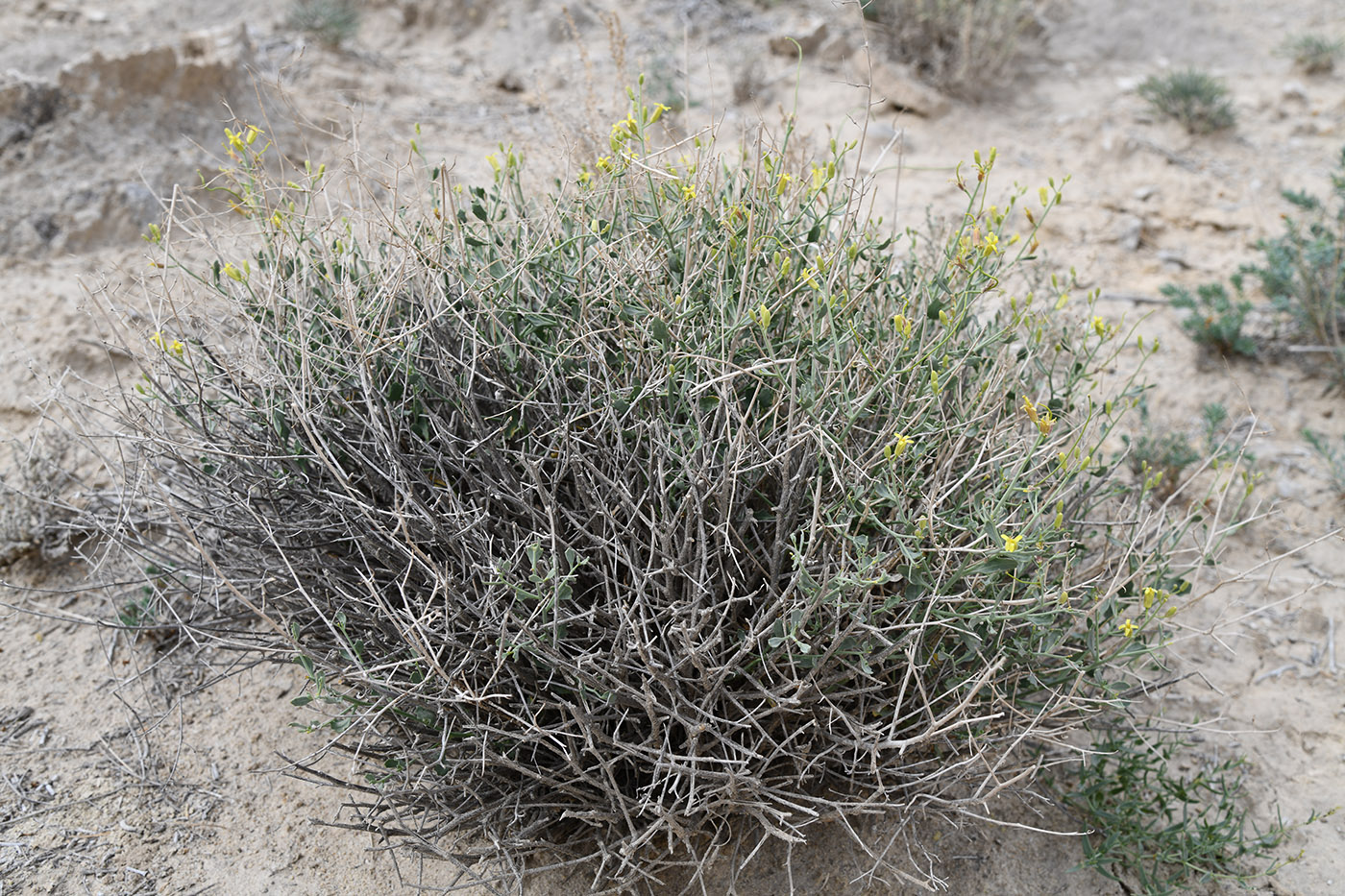 Изображение особи Sisymbrium isfarense.