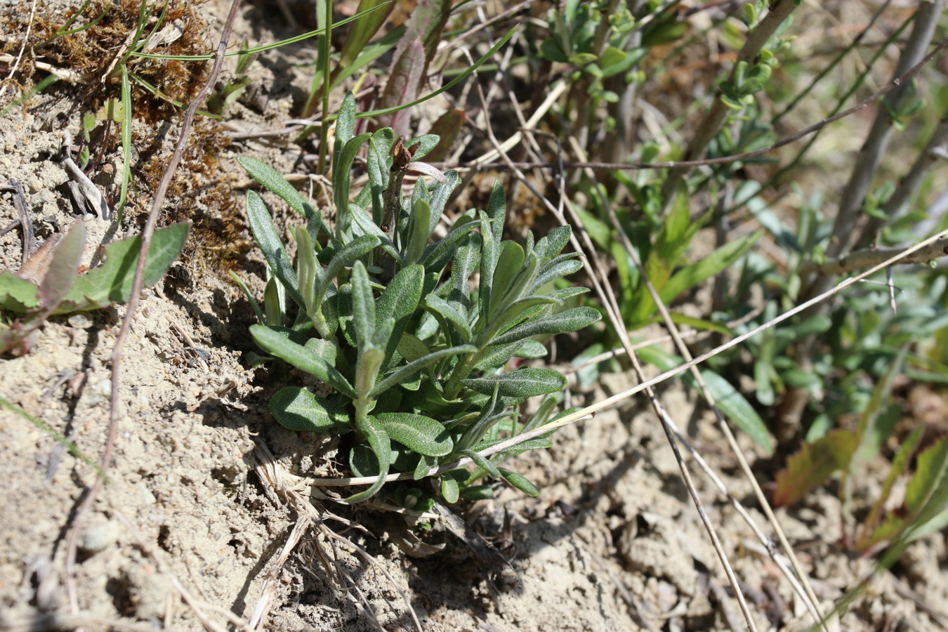 Image of Hippophae rhamnoides specimen.