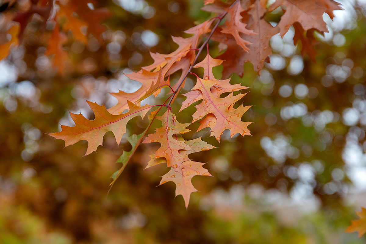 Изображение особи Quercus rubra.