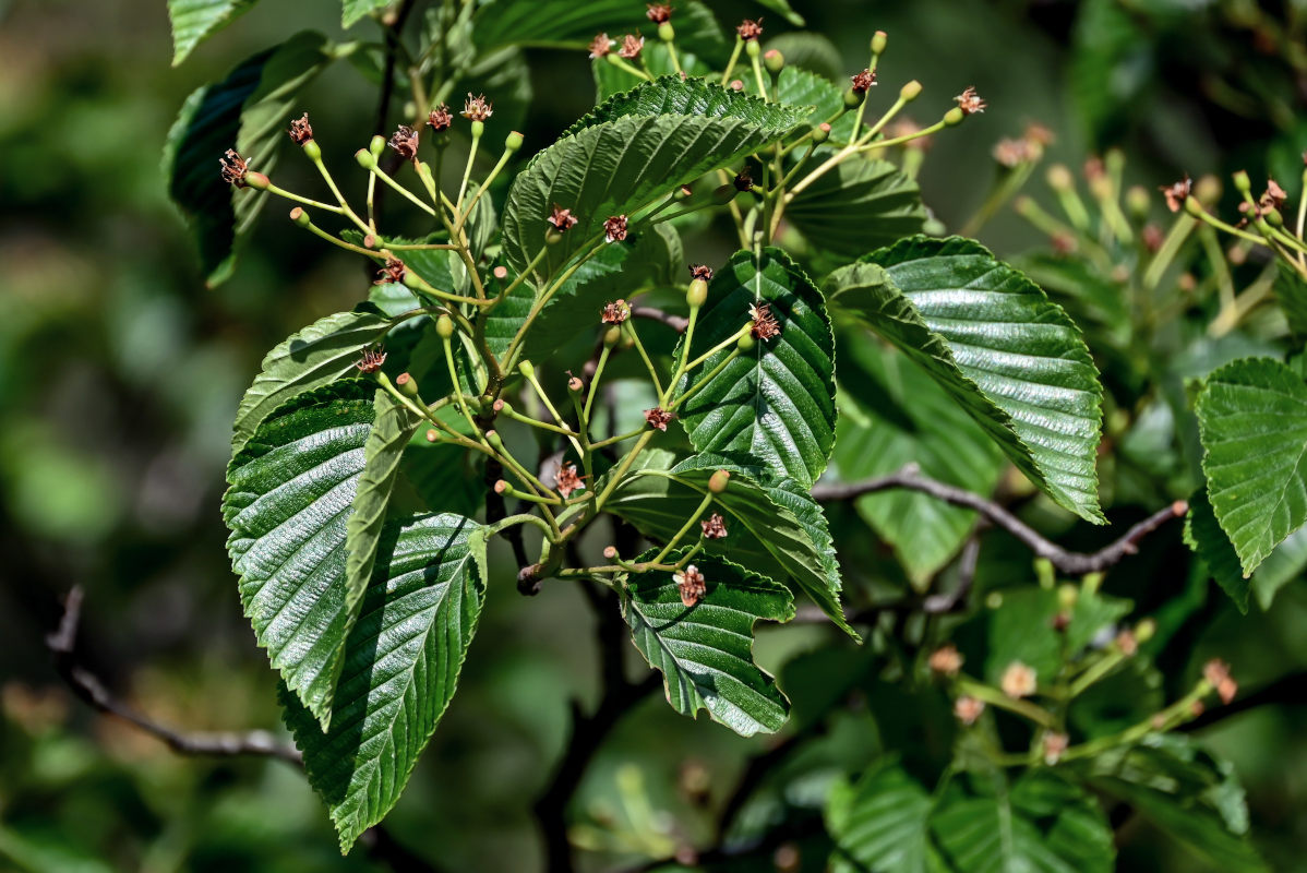 Image of Sorbus alnifolia specimen.