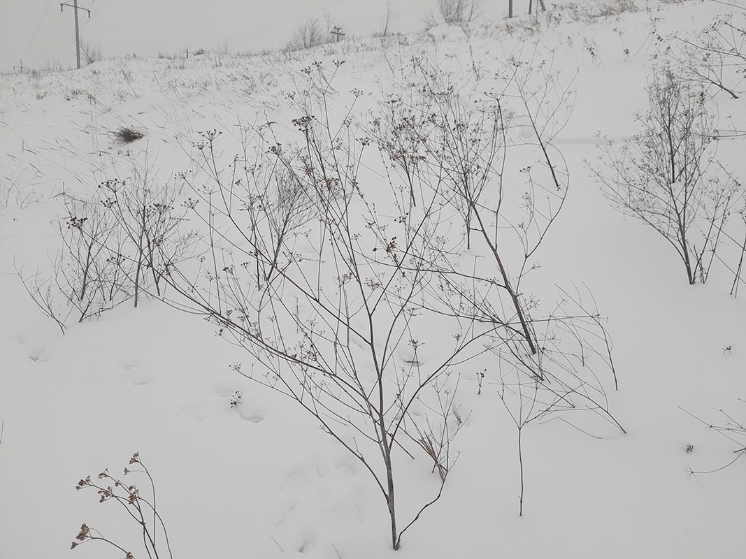 Изображение особи Xanthoselinum alsaticum.