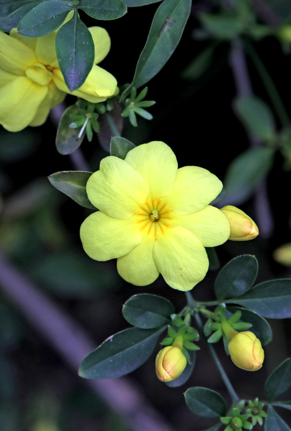 Изображение особи Jasminum mesnyi.