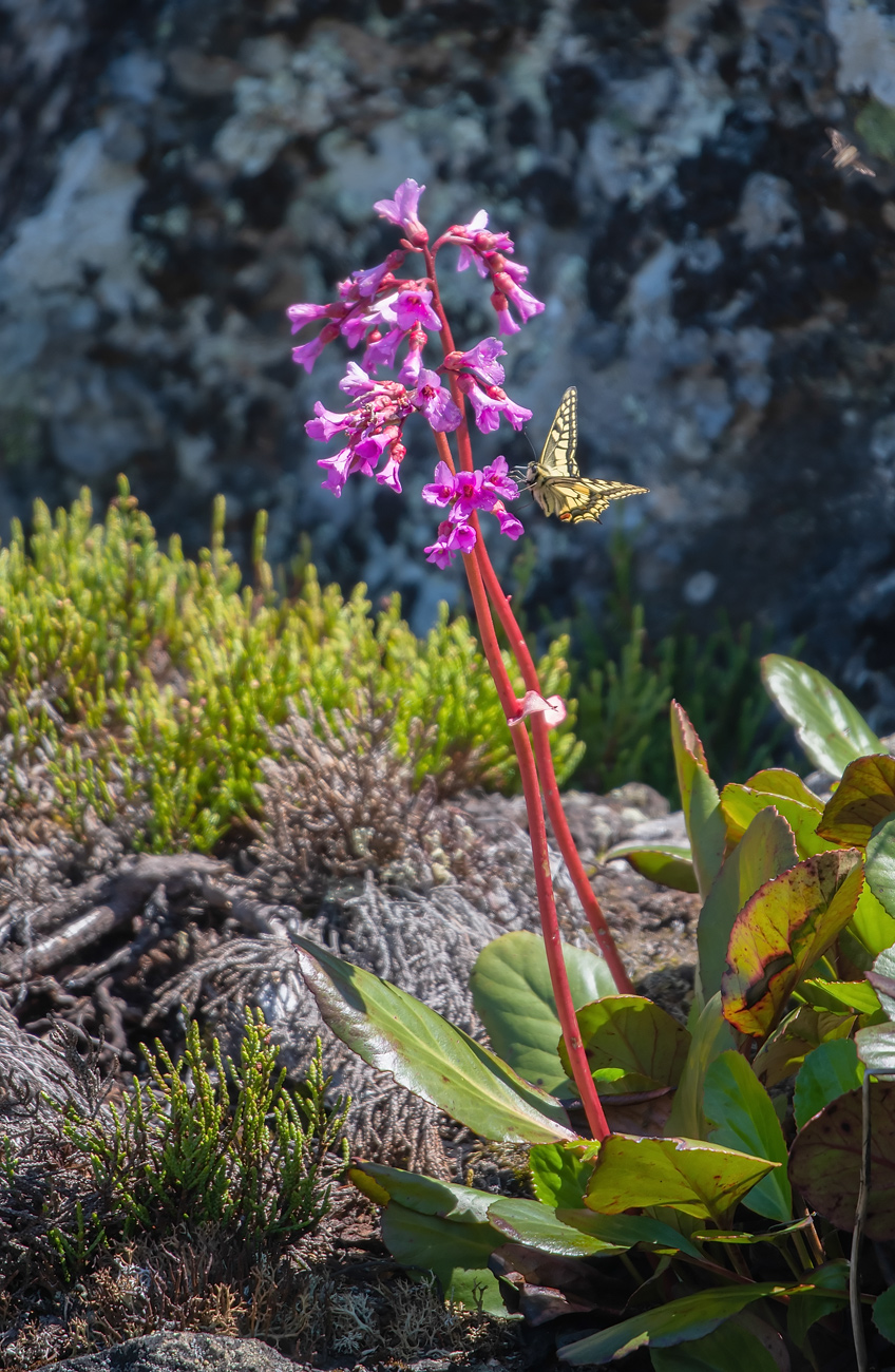 Image of Bergenia pacifica specimen.