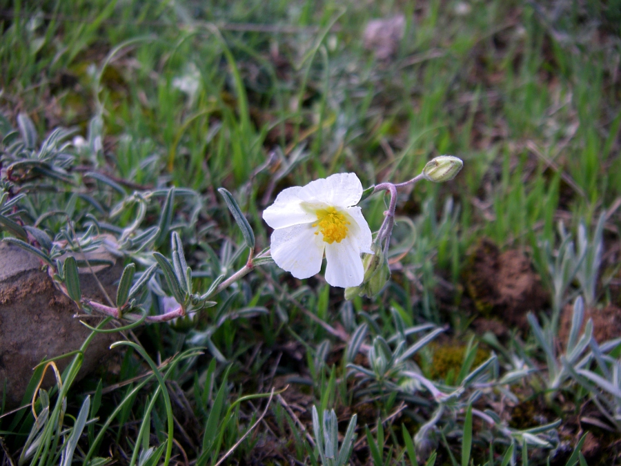 Изображение особи род Helianthemum.