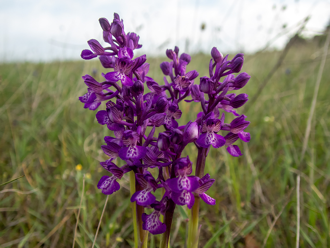 Image of Anacamptis morio ssp. caucasica specimen.