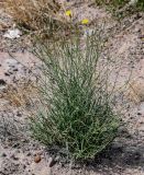 Scorzonera divaricata. Цветущее растение. Китай, пров. Ганьсу, Инопланетная дол., ≈ 1500 м н.у.м., каменистый склон. 04.06.2025.