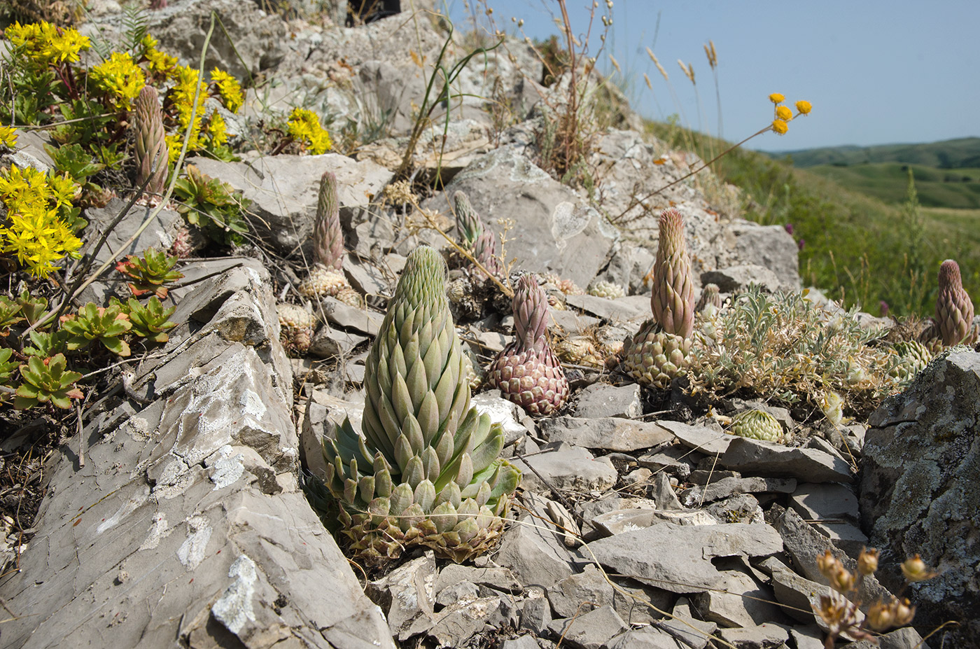 Image of Orostachys spinosa specimen.