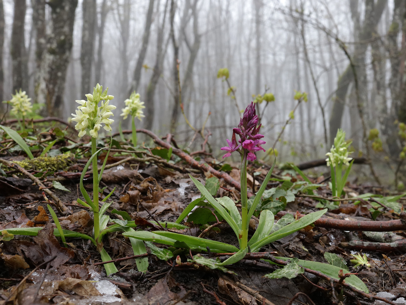 Image of Dactylorhiza romana ssp. georgica specimen.