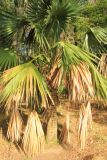 Sabal palmetto. Вегетирующее растение. Краснодарский край, Черноморское побережье Кавказа, г. Сочи, Дендрарий. 27 октября 2017 г.