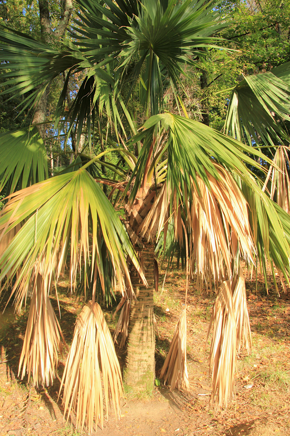 Изображение особи Sabal palmetto.