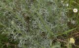род Artemisia. Верхушки вегетирующих растений. Грузия, край Самцхе-Джавахети, Аспиндзский муниципалитет, 1,5 км ниже ур. Тавкветула, прав. берег р. Кура, луг. 29 мая 2025 г.