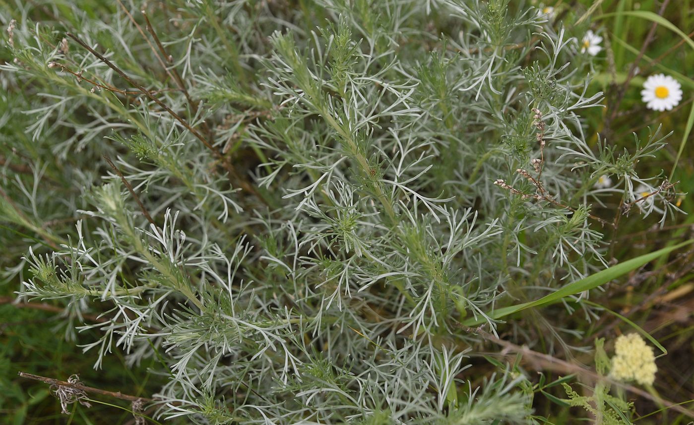 Изображение особи род Artemisia.