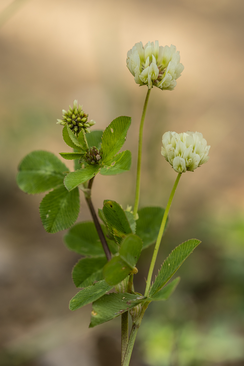 Image of genus Trifolium specimen.