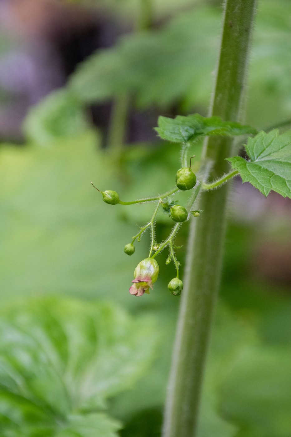 Image of Scrophularia divaricata specimen.