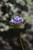 Asperula arvensis. Соцветие. Грузия, край Самцхе-Джавахети, окраина с. Тмогви, окр. южного берега оз. Цунда, горная степь. 8 июня 2026 г.