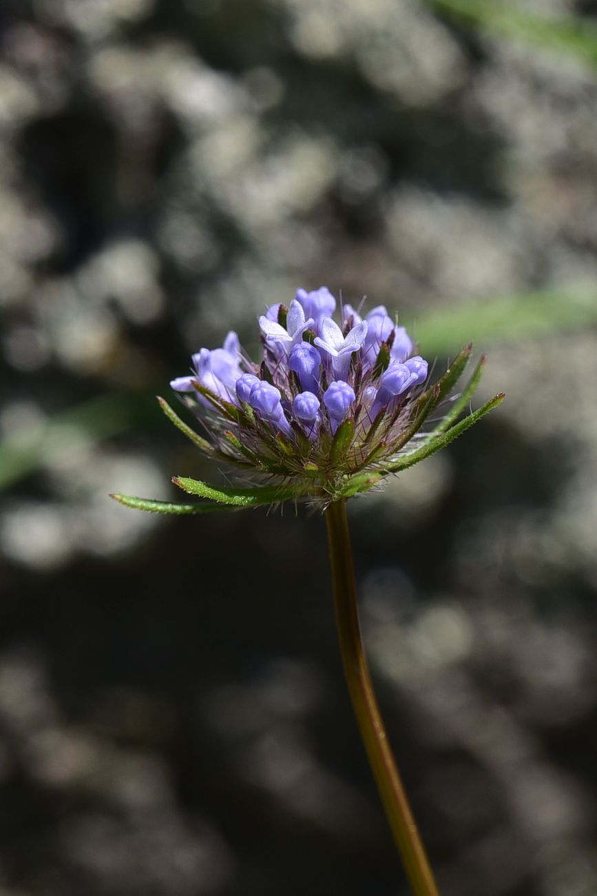 Image of Asperula arvensis specimen.