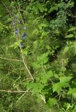 Delphinium elatum