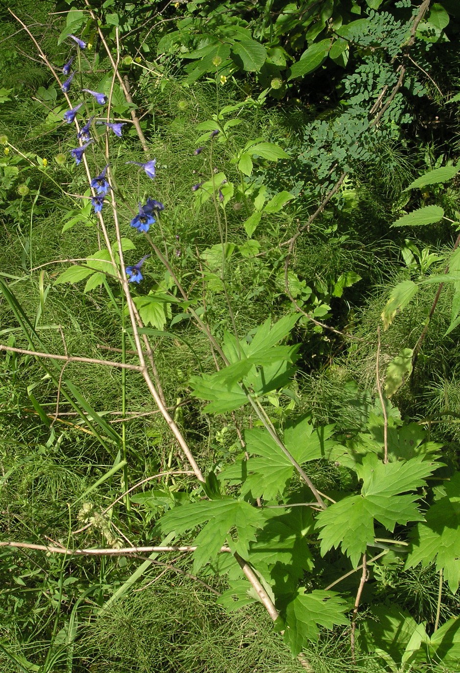 Изображение особи Delphinium elatum.