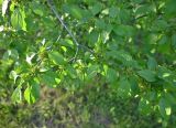 Rhamnus cathartica. Ветвь зацветающего дерева. Псков, дендропарк. 07.06.2025.