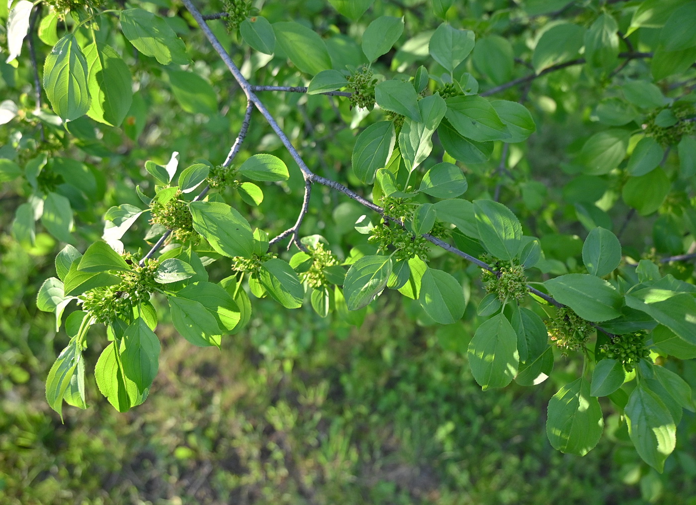 Image of Rhamnus cathartica specimen.