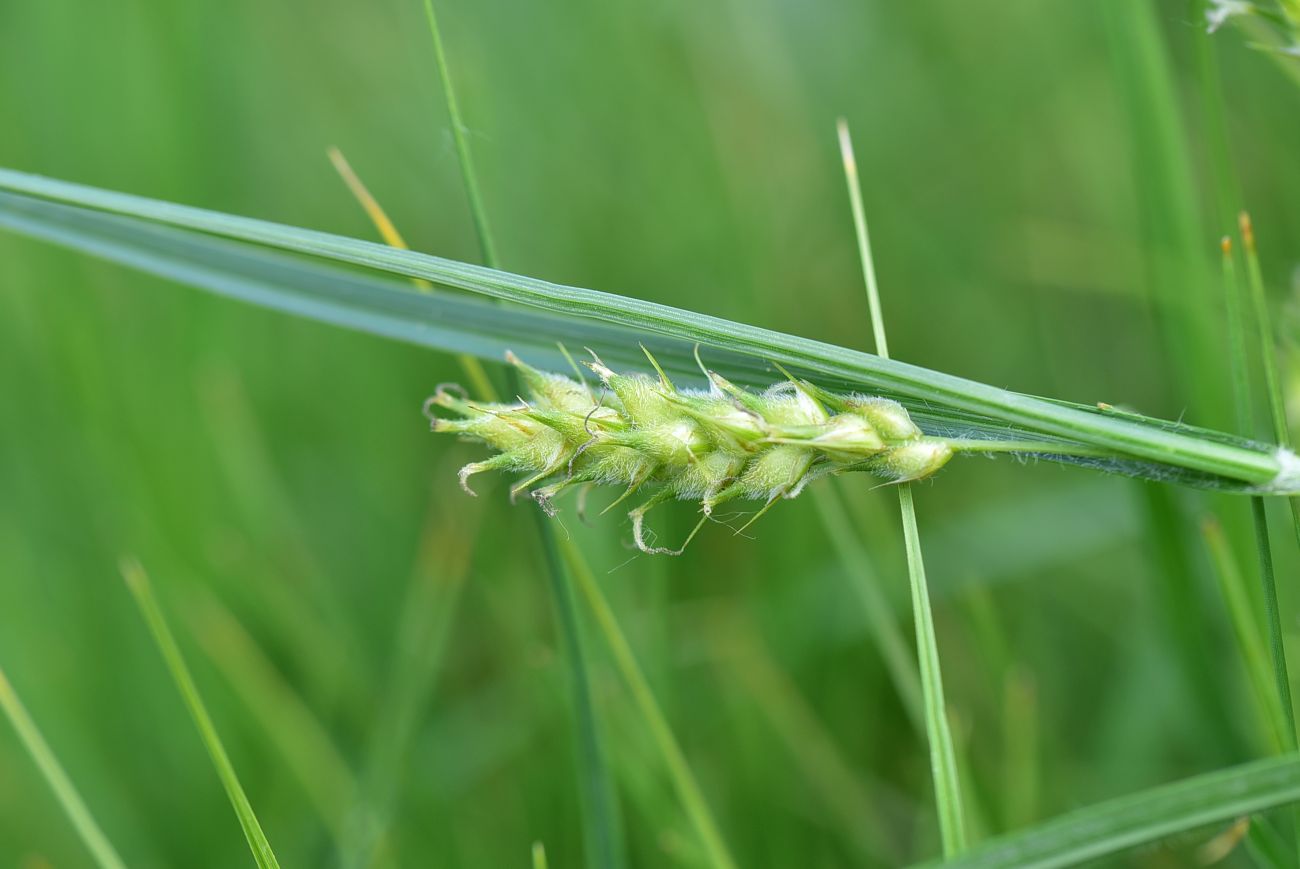 Изображение особи Carex hirta.