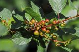 Frangula alnus. Верхушка побега с развивающимся соплодием. Московская обл., Раменский р-н, окр. дер. Хрипань, садовый участок. 20.06.2026.