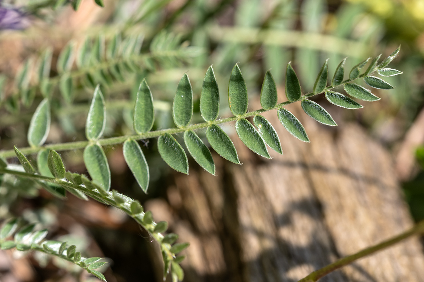 Изображение особи Oxytropis owerinii.