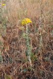 Pseudohandelia umbellifera. Плодоносящее растение. Узбекистан, Джизакская обл., хр. Нуратау, южные предгорья, басс. Нарвансая, окр. кишлака Исари, на адырных участках с серозёмными почвами., ок. 870 м н.у.м. 13.05.2025.
