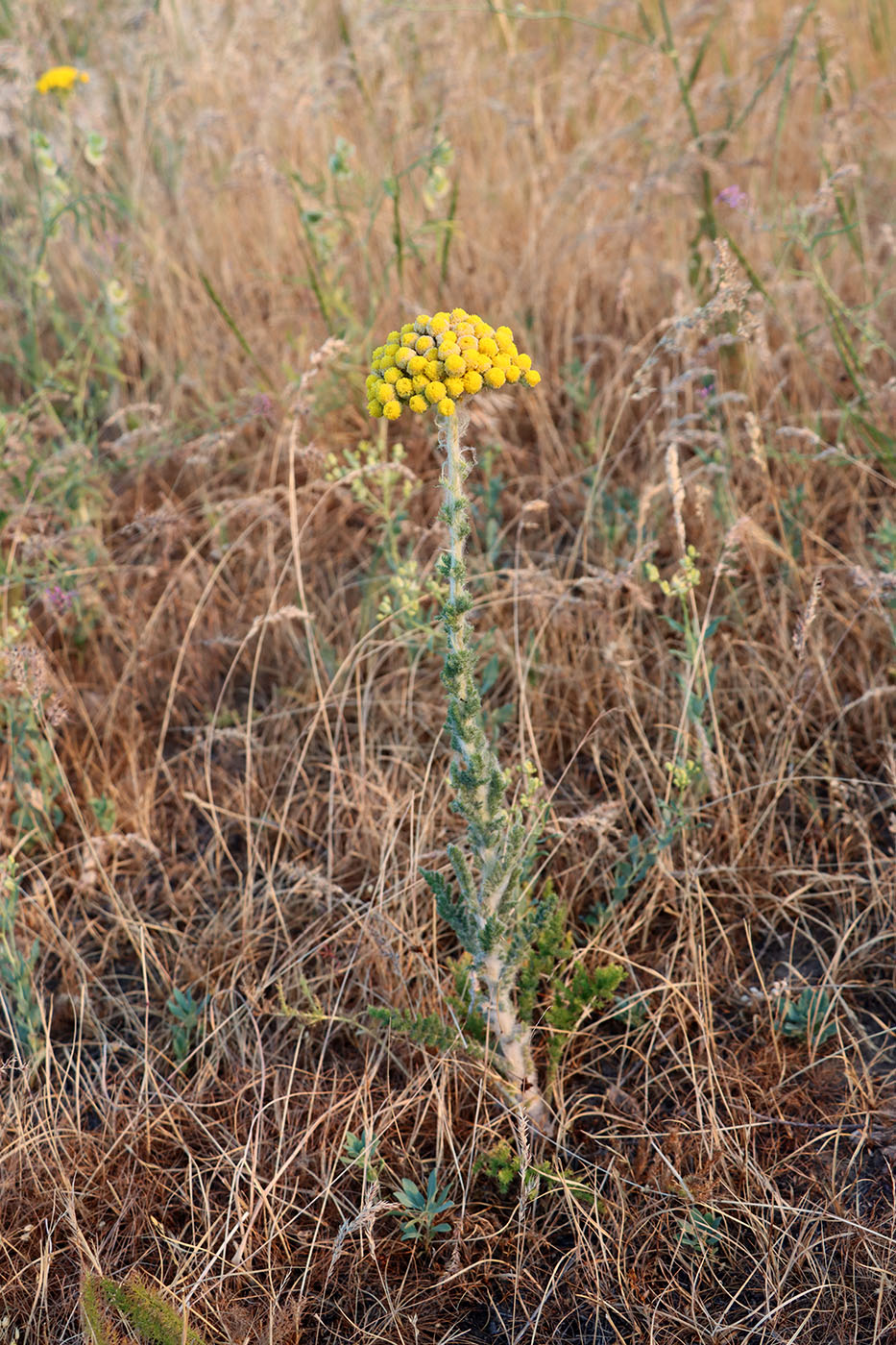 Изображение особи Pseudohandelia umbellifera.