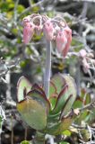 Cotyledon orbiculata. Верхушка бутонизирующего растения. ЮАР, Западно-Капская пров., мыс Доброй Надежды, скалистый закустаренный склон, обрывающийся в океан. 27 ноября 2014 г.