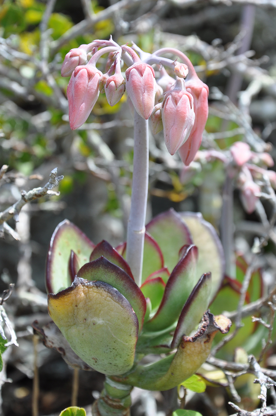 Image of Cotyledon orbiculata specimen.